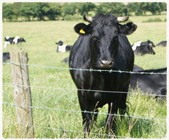 CATTLE FENCING PANELS FOR SALE | FENCE PANEL SUPPLIERS